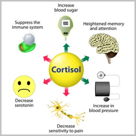 Hormones - cortisol - muskultura.mk