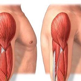 Hormones – Human Growth Hormone – HGH – muskultura.mk