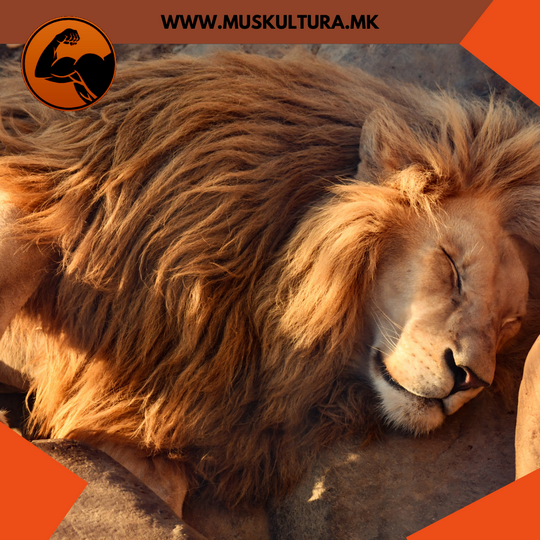 Muskultura – Sleep