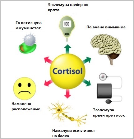Хормони - кортизол