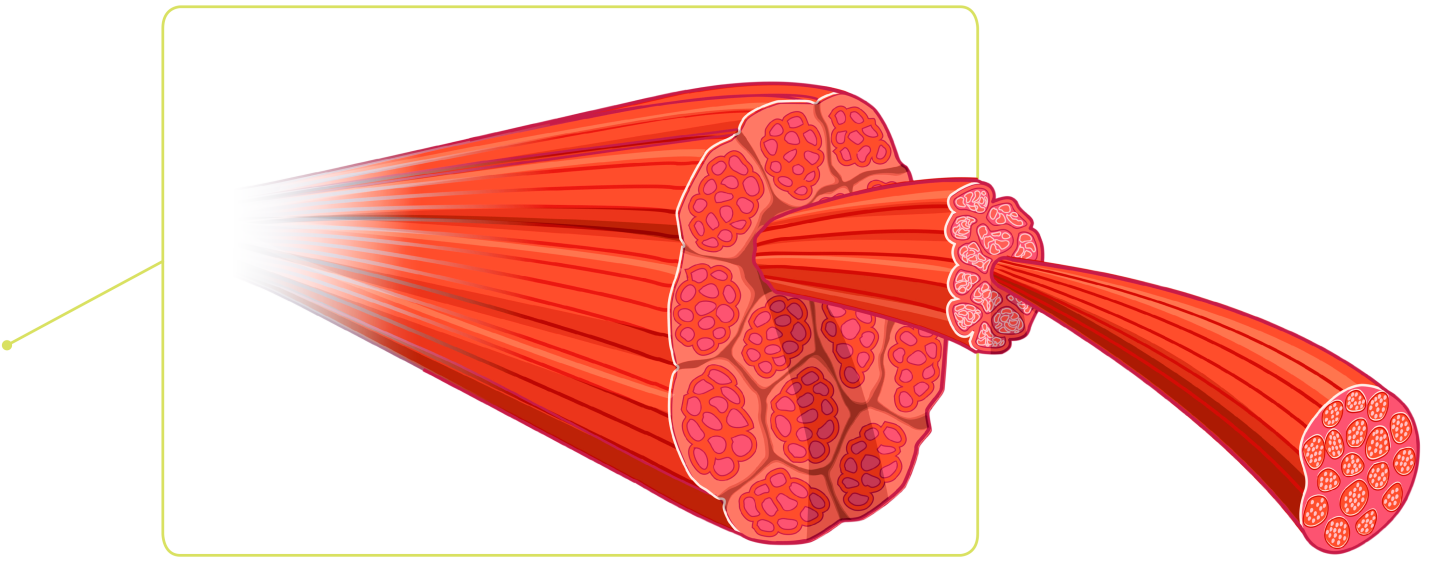 Skeletal muscle fibers