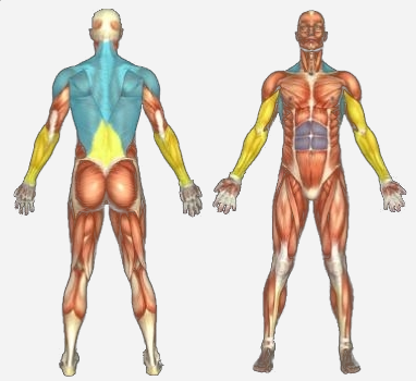 Мускули кои се под напор со оваа вежба за грб