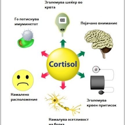 Cortisol Functions