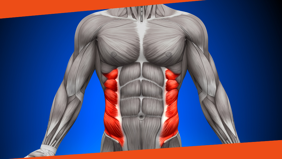 External oblique muscles - Надворешни странични стомачни мускули