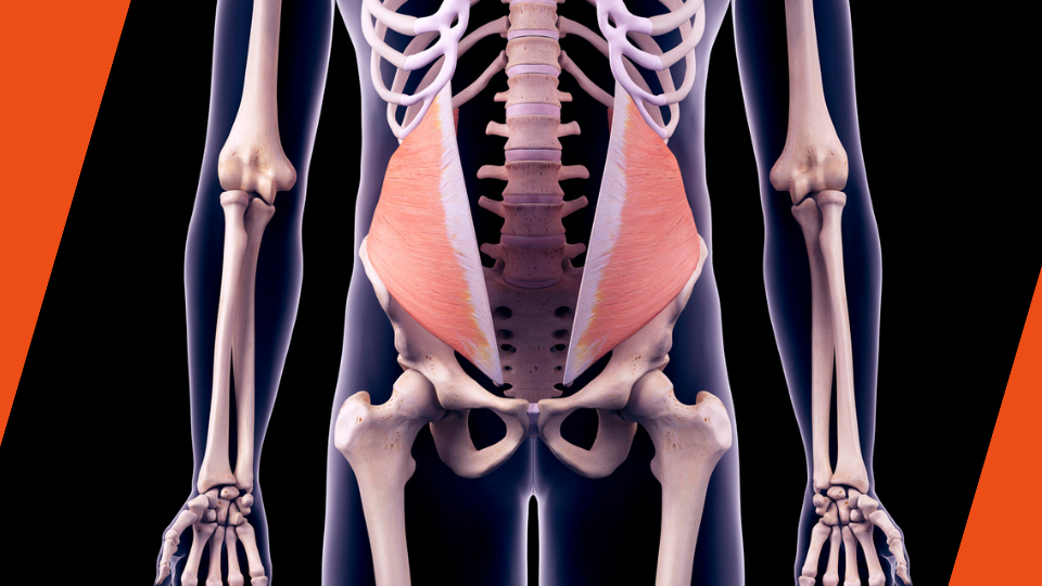 Internal oblique muscles - Внатрешно странични стомачни мускули