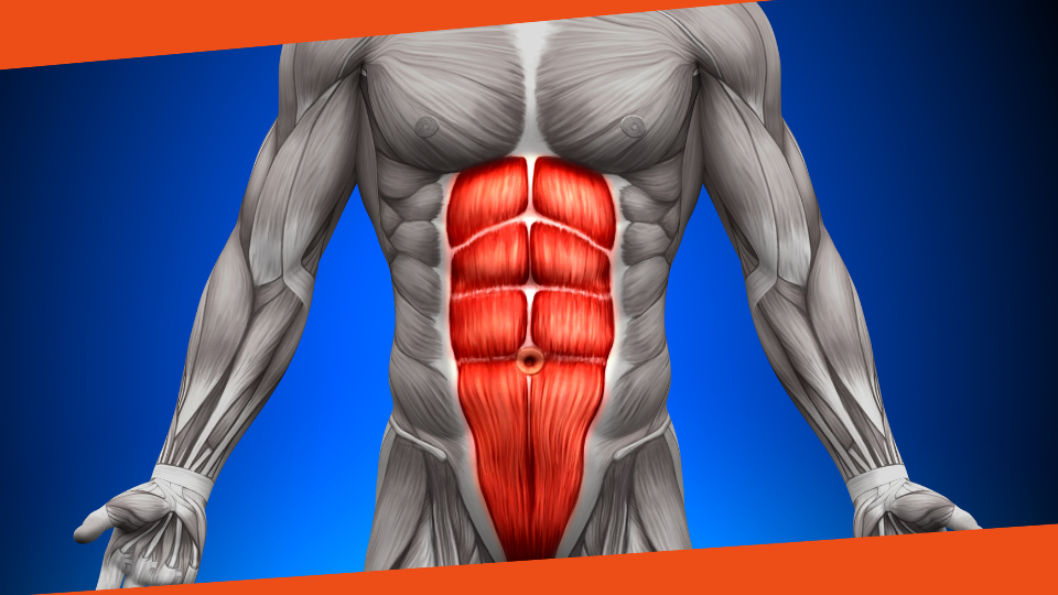 RECTUS ABDOMINIS | Frontal abdominal muscle