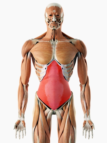 Внатрешен стомачен мускул - вежба за стомачни мускули