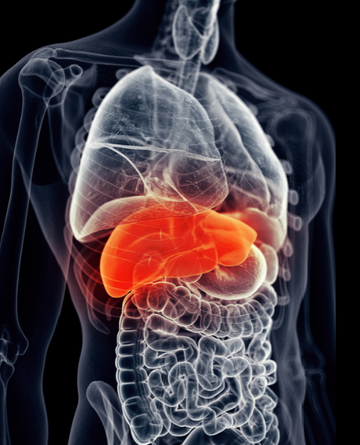The liver in the human body