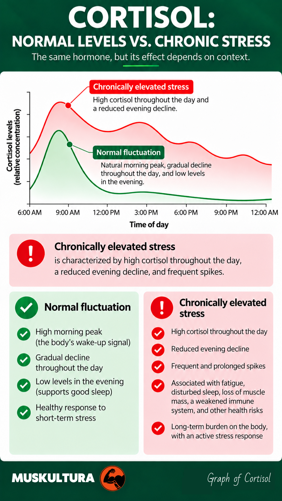 Cortisol movement throughout the day - Muskultura